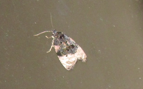 Metendothenia atropunctana (Tortricidae)? S